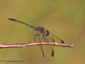 Dythemis velox, male